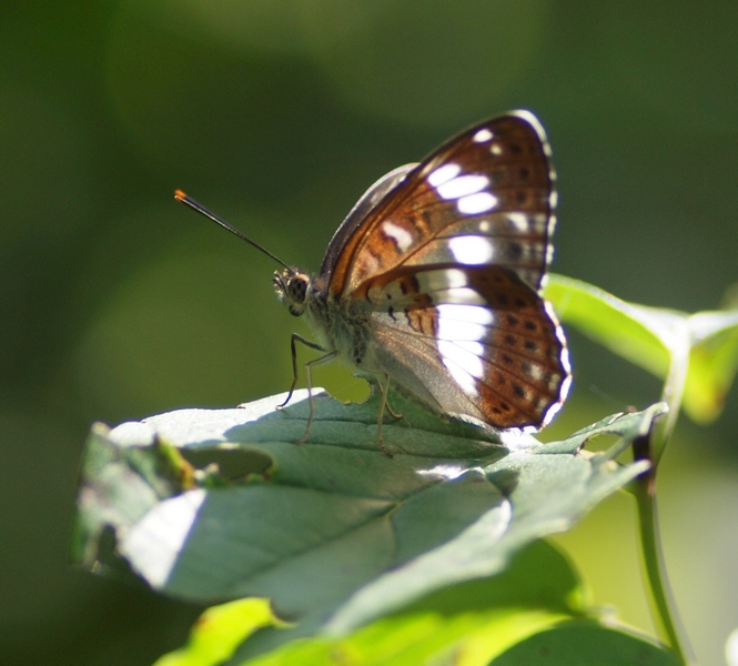 Limenitis camilla